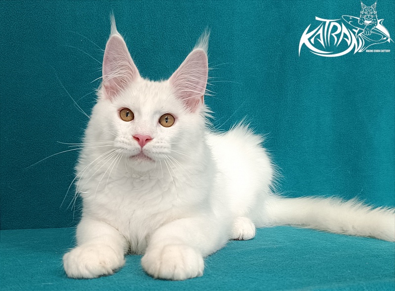 Katran Viking - Kitten maine-coon 3 months 1 week