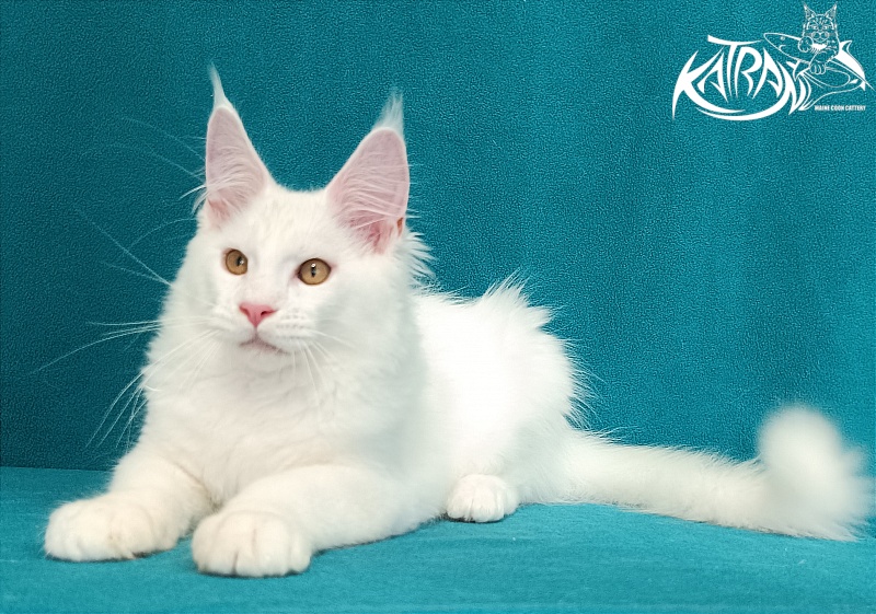 Katran Viking - Kitten maine-coon 3 months 1 week