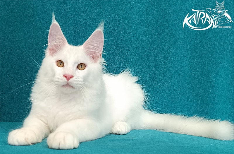 Katran Viking - Kitten maine-coon 3 months 1 week
