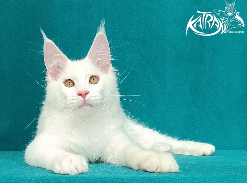 Katran Viking - Kitten maine-coon 3 months 1 week