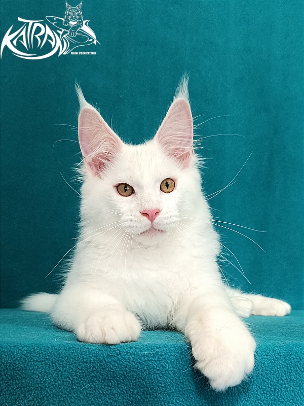 Katran Viking - Kitten maine-coon 3 months 1 week