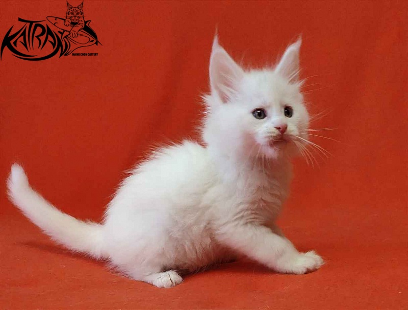 Katran Viking - Kitten maine-coon 1 month 2 weeks