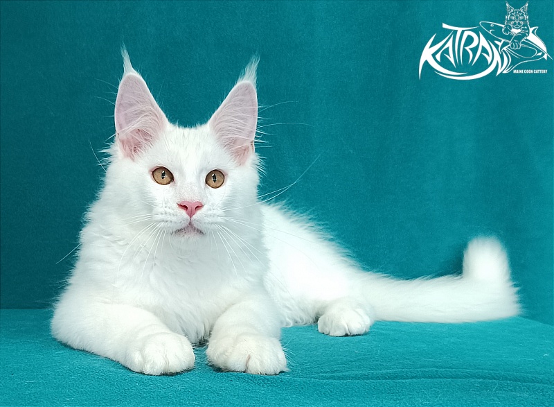 Katran Viking - Kitten maine-coon 3 months 1 week