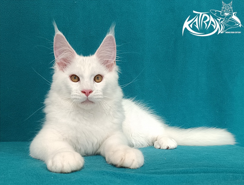 Katran Viking - Kitten maine-coon 3 months 1 week
