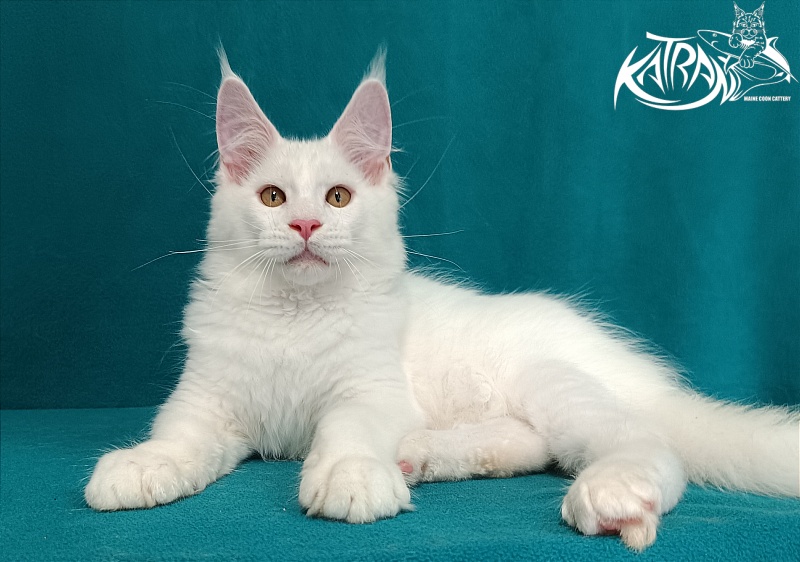 Katran Viking - Kitten maine-coon 3 months 1 week