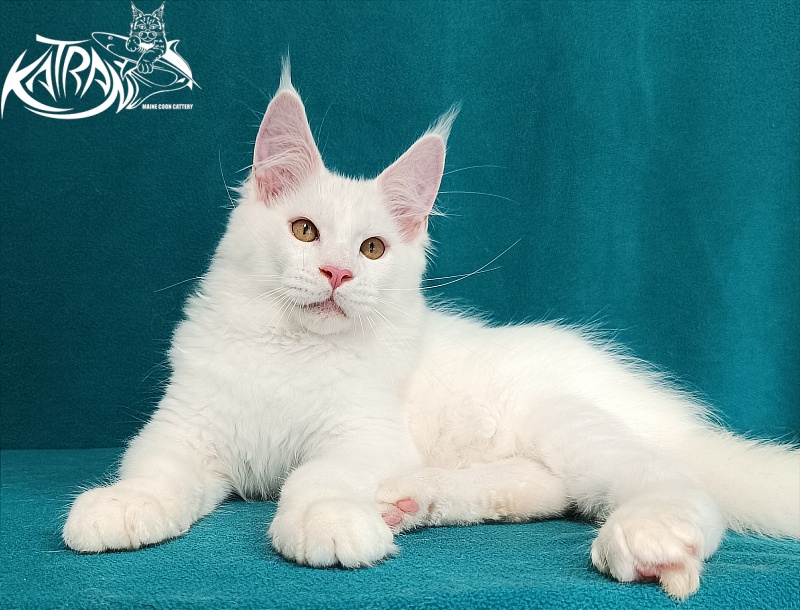 Katran Viking - Kitten maine-coon 3 months 1 week