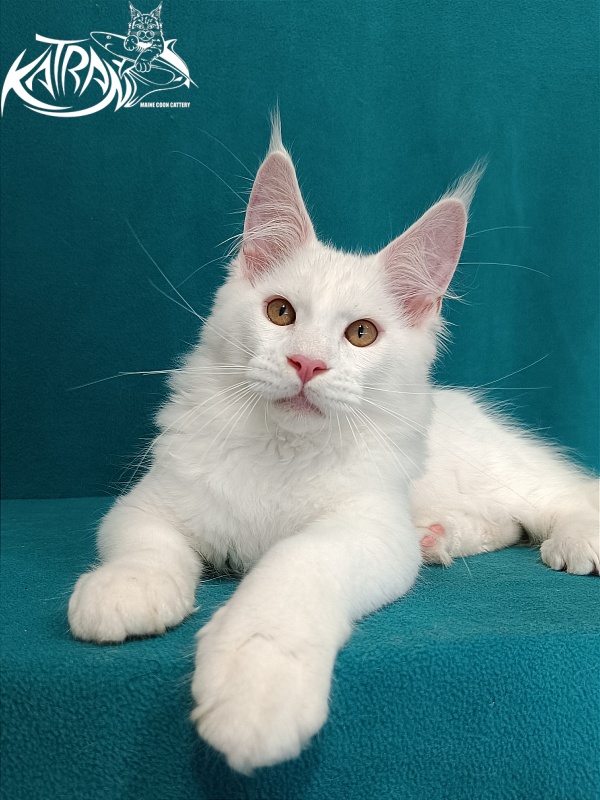 Katran Viking - Kitten maine-coon 3 months 1 week