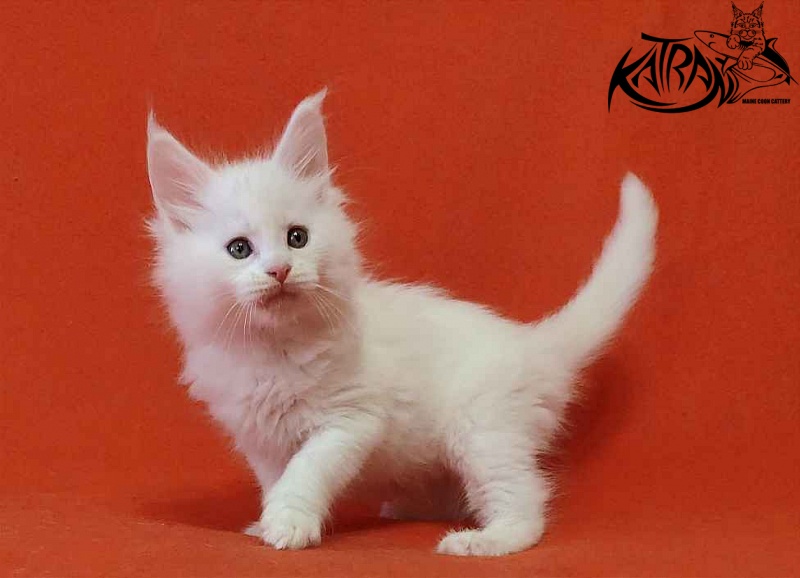 Katran Viking - Kitten maine-coon 1 month 2 weeks
