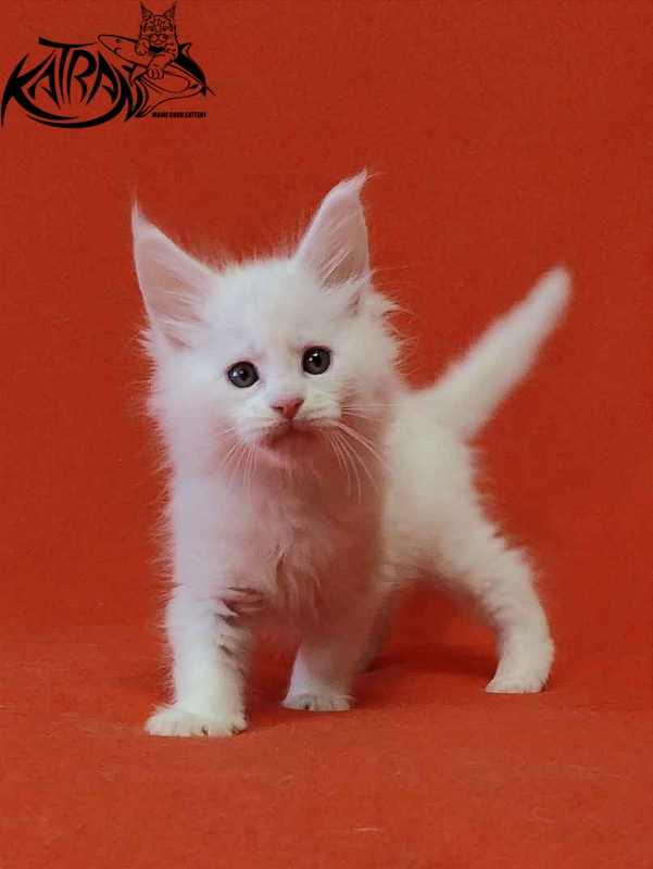 Katran Viking - Kitten maine-coon 1 month 2 weeks