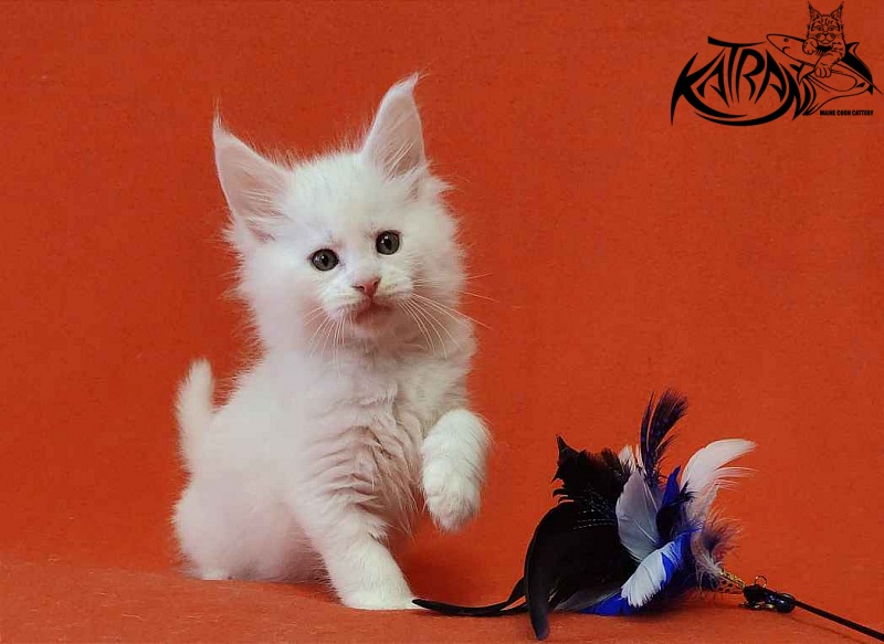 Katran Viking - Kitten maine-coon 1 month 2 weeks