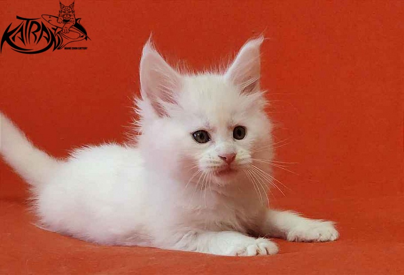 Katran Viking - Kitten maine-coon 1 month 2 weeks