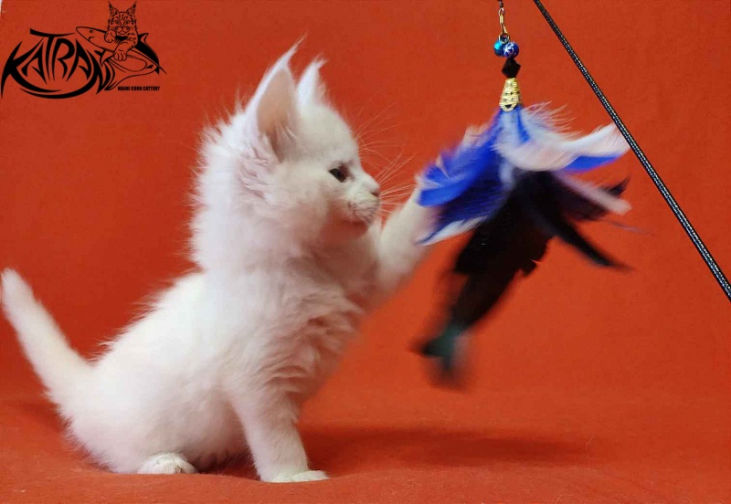 Katran Viking - Kitten maine-coon 1 month 2 weeks