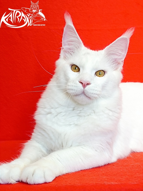 Katran Viking - Junior maine-coon 7 months 1 week