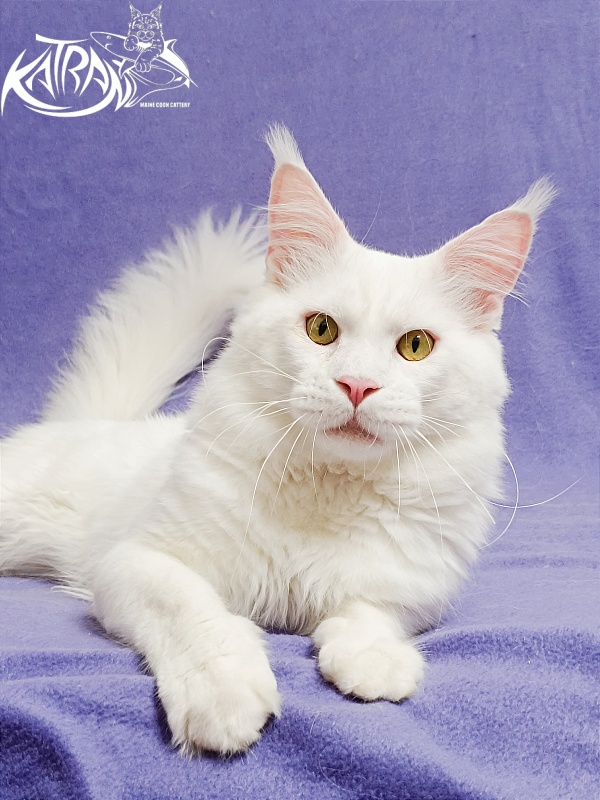 Katran Viking - Adult maine-coon 1 year 5 months