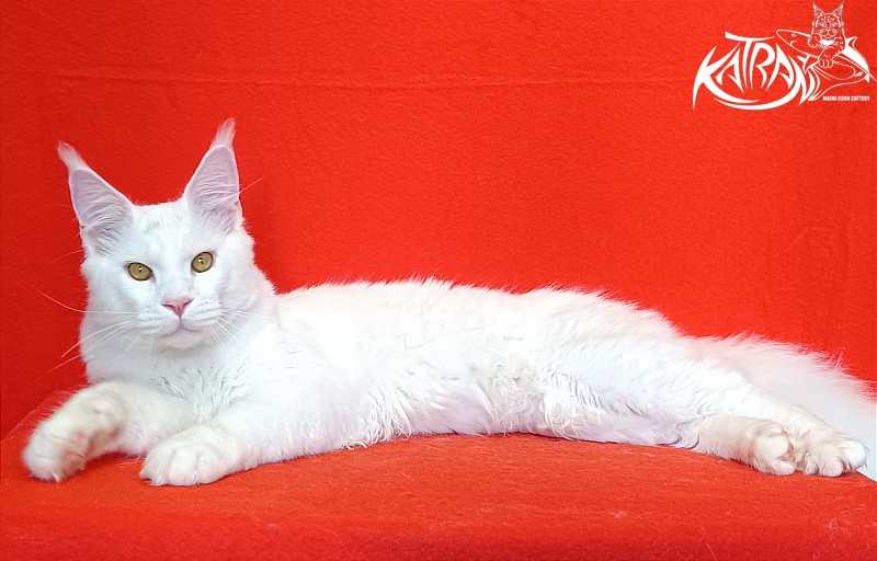 Katran Viking - Junior maine-coon 7 months 1 week