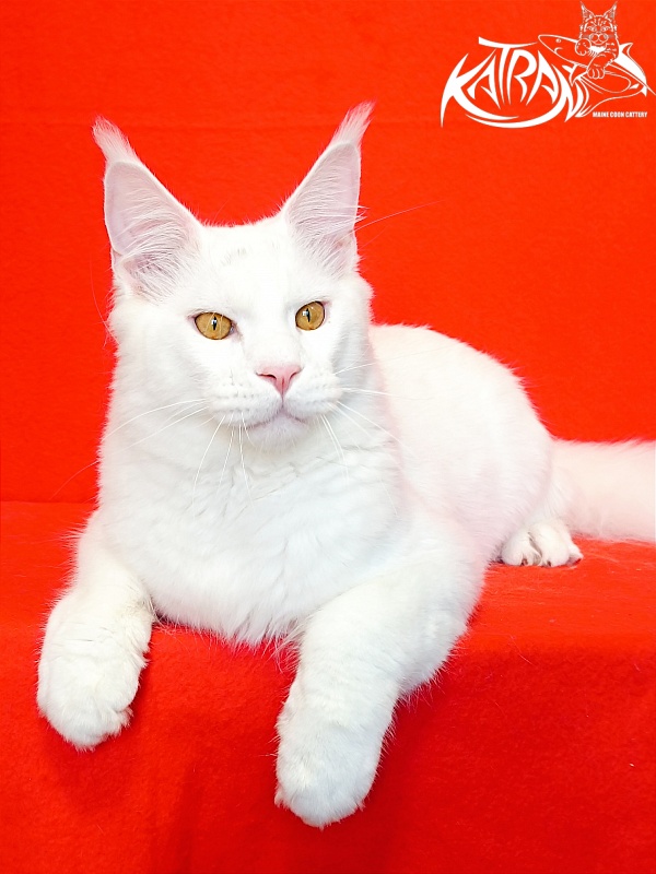 Katran Viking - Junior maine-coon 7 months 1 week