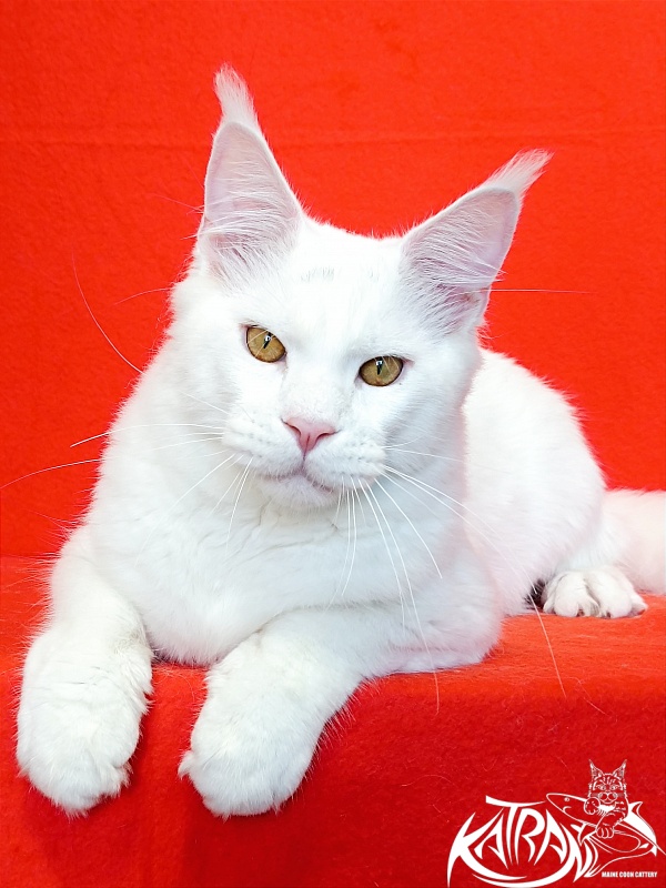 Katran Viking - Junior maine-coon 7 months 1 week