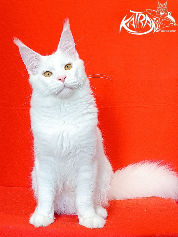 Katran Viking - Junior maine-coon 7 months 1 week