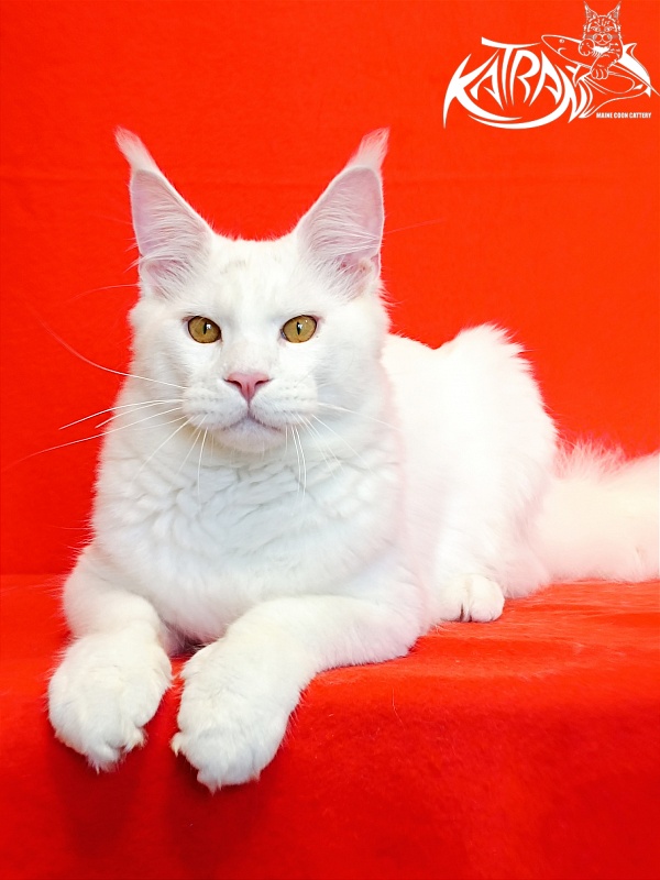 Katran Viking - Junior maine-coon 7 months 1 week