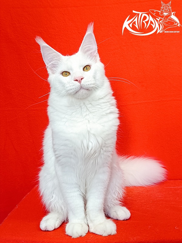 Katran Viking - Junior maine-coon 7 months 1 week