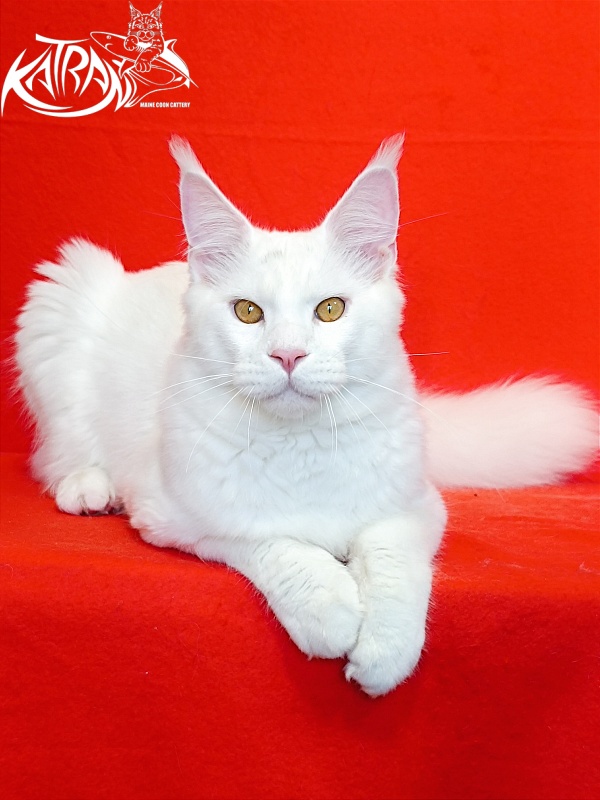 Katran Viking - Junior maine-coon 7 months 1 week