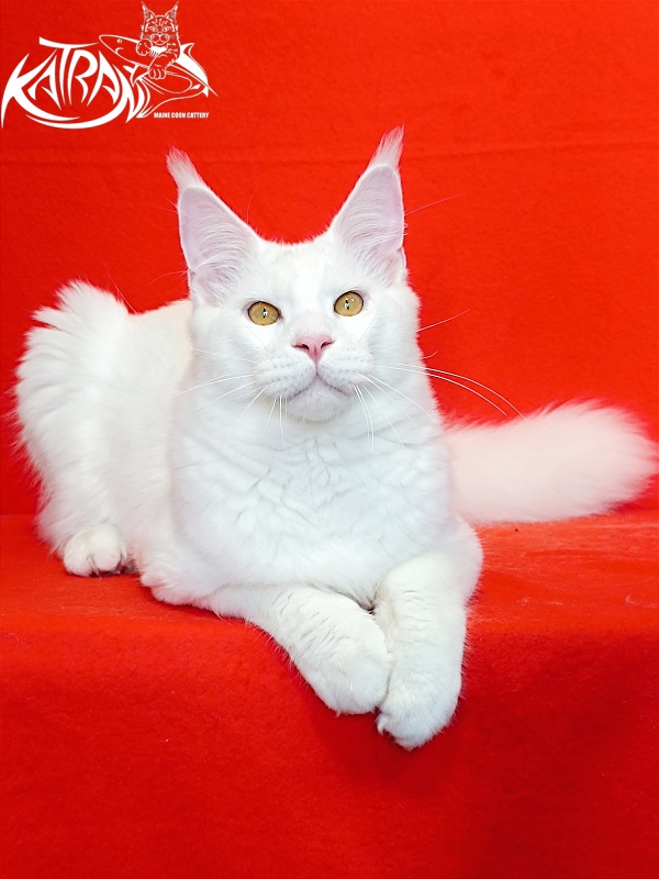 Katran Viking - Junior maine-coon 7 months 1 week