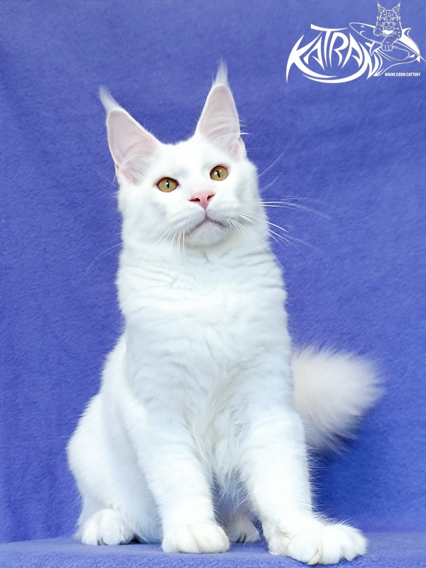 Katran Viking - Kitten maine-coon 5 months 2.5 weeks