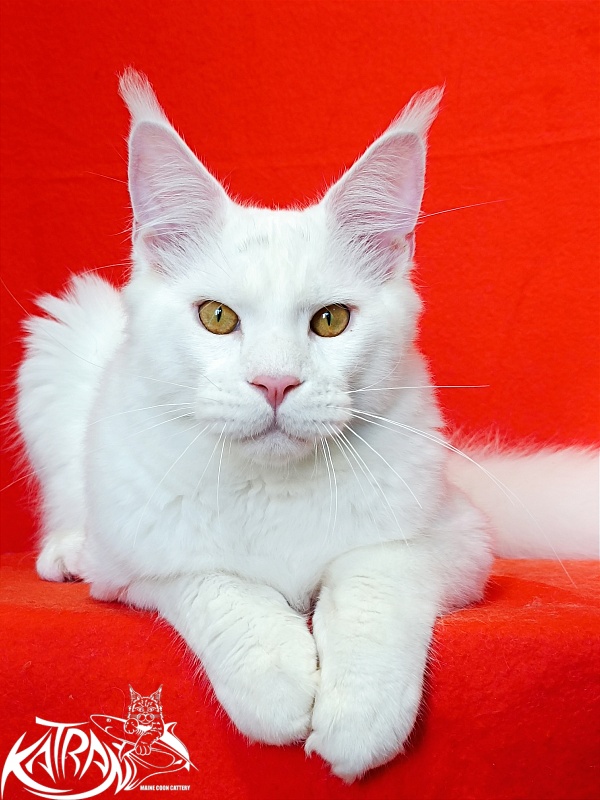 Katran Viking - Junior maine-coon 7 months 1 week