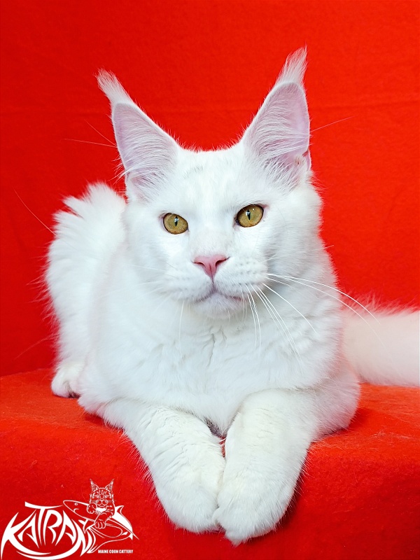 Katran Viking - Junior maine-coon 7 months 1 week