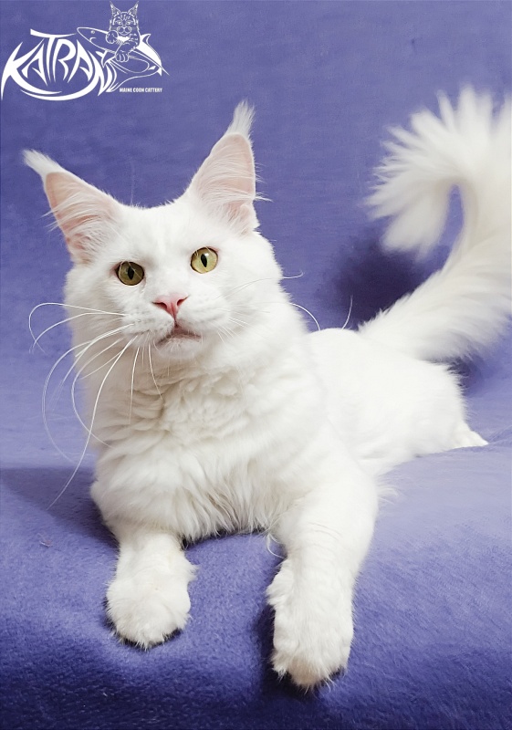 Katran Viking - Adult maine-coon 1 year 5 months
