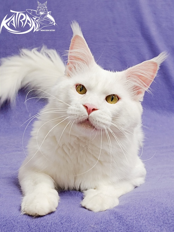 Katran Viking - Adult maine-coon 1 year 5 months