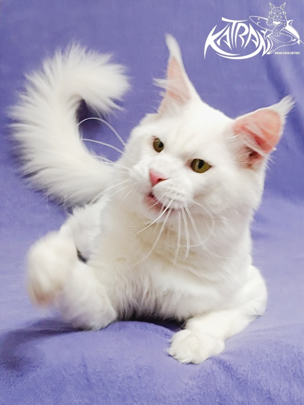 Katran Viking - Adult maine-coon 1 year 5 months