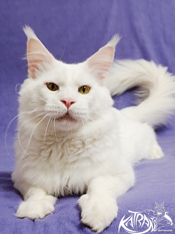 Katran Viking - Adult maine-coon 1 year 5 months