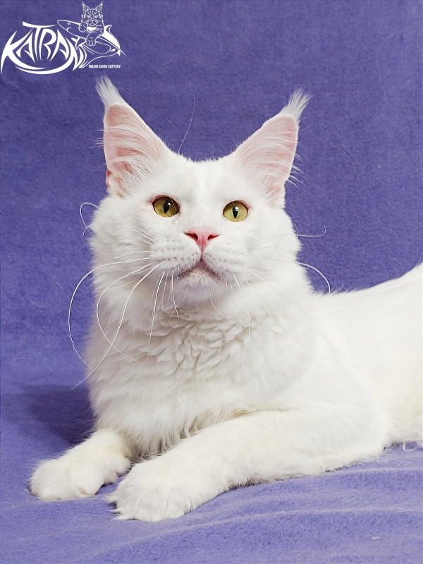 Katran Viking - Adult maine-coon 1 year 5 months