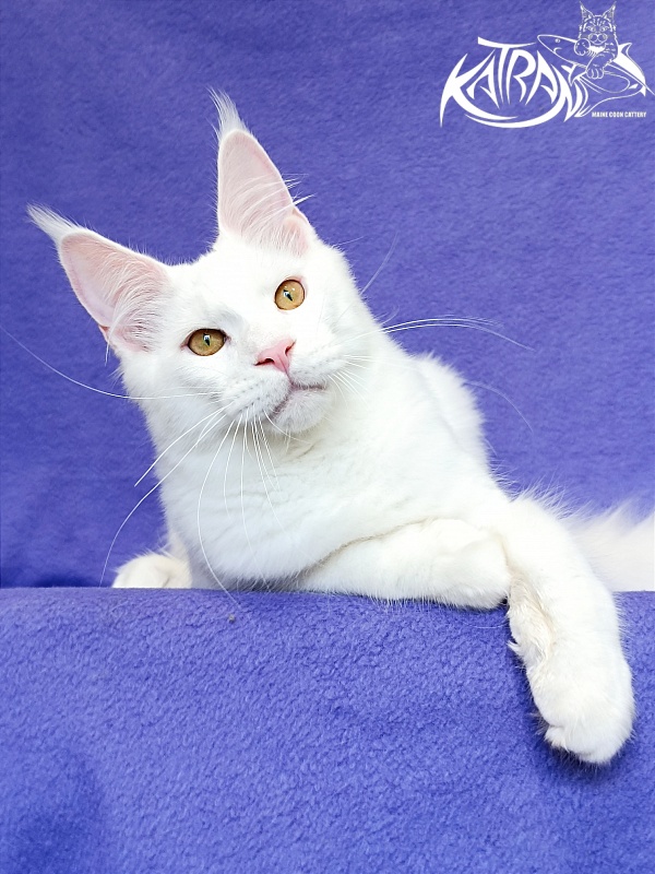 Katran Viking - Kitten maine-coon 5 months 2.5 weeks