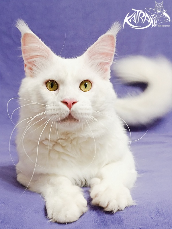 Katran Viking - Adult maine-coon 1 year 5 months