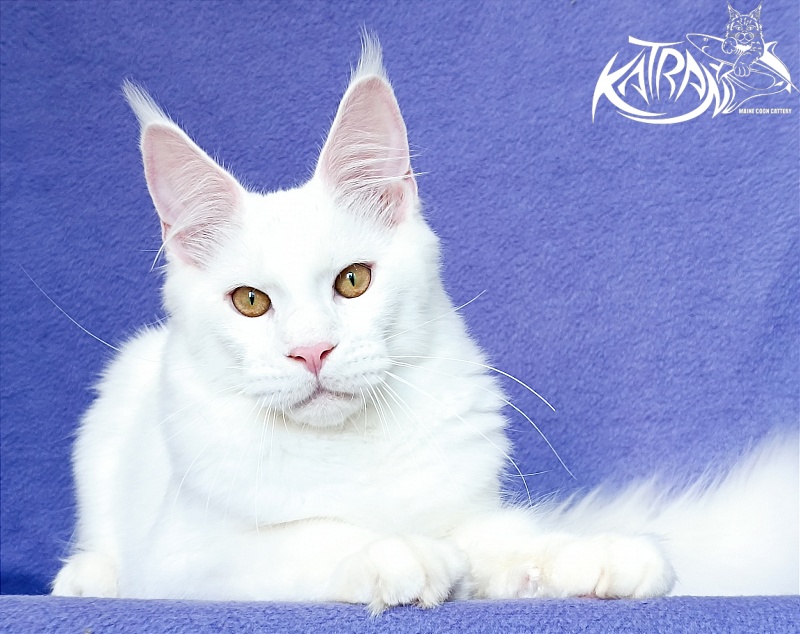 Katran Viking - Kitten maine-coon 5 months 2.5 weeks