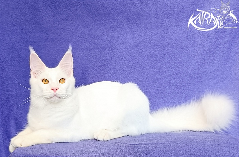 Katran Viking - Kitten maine-coon 5 months 2.5 weeks