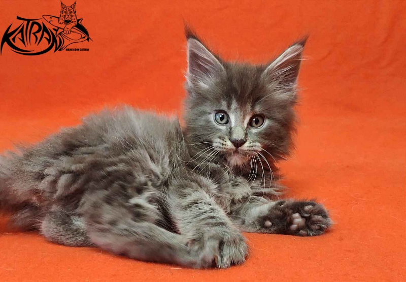 Katran Valmont - Котенок мейн-кун 1 месяц 2 недели