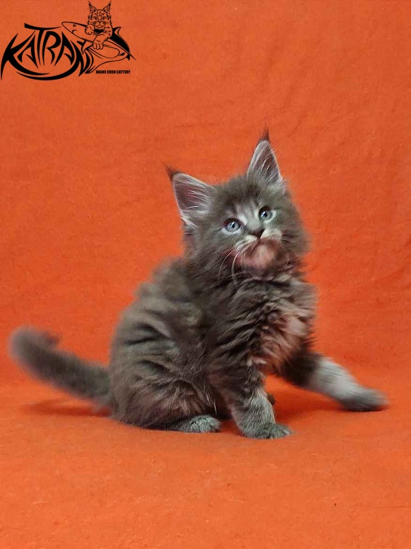 Katran Valmont - Котенок мейн-кун 1 месяц 2 недели