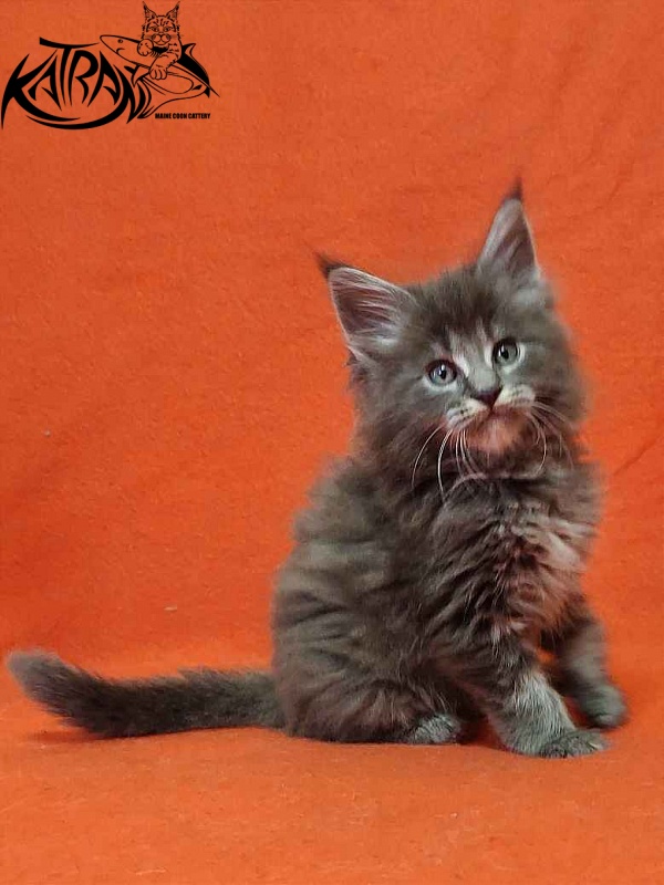 Katran Valmont - Котенок мейн-кун 1 месяц 2 недели