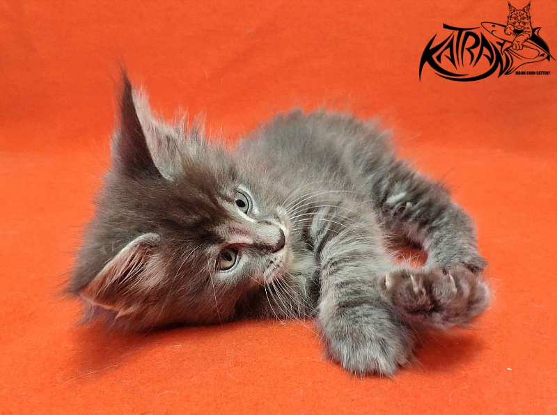 Katran Valmont - Котенок мейн-кун 1 месяц 2 недели