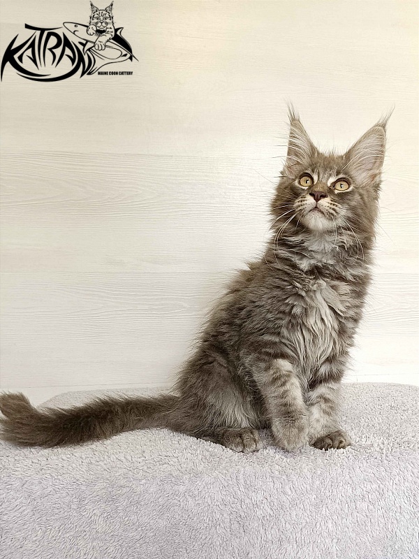 Katran Valmont - Котенок мейн-кун 3 месяца