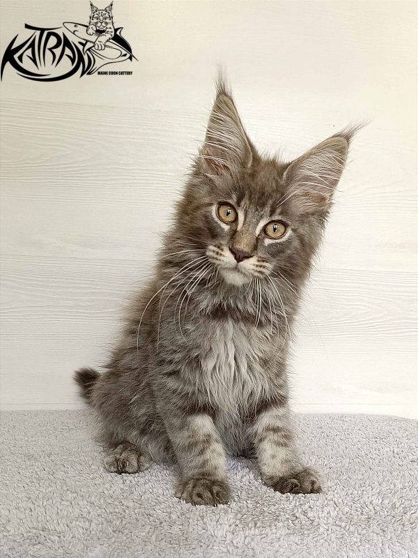 Katran Valmont - Котенок мейн-кун 3 месяца
