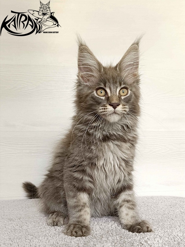 Katran Valmont - Котенок мейн-кун 3 месяца