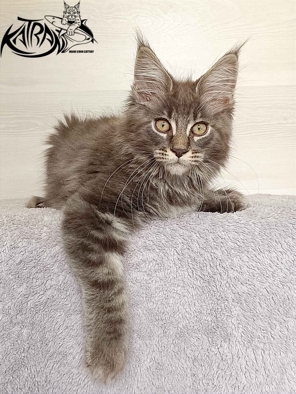Katran Valmont - Котенок мейн-кун 3 месяца