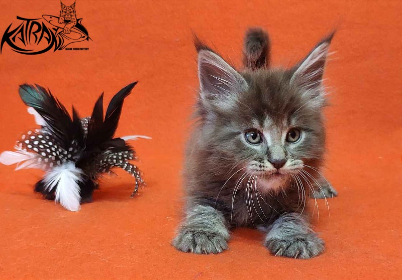 Katran Valmont - Котенок мейн-кун 1 месяц 2 недели