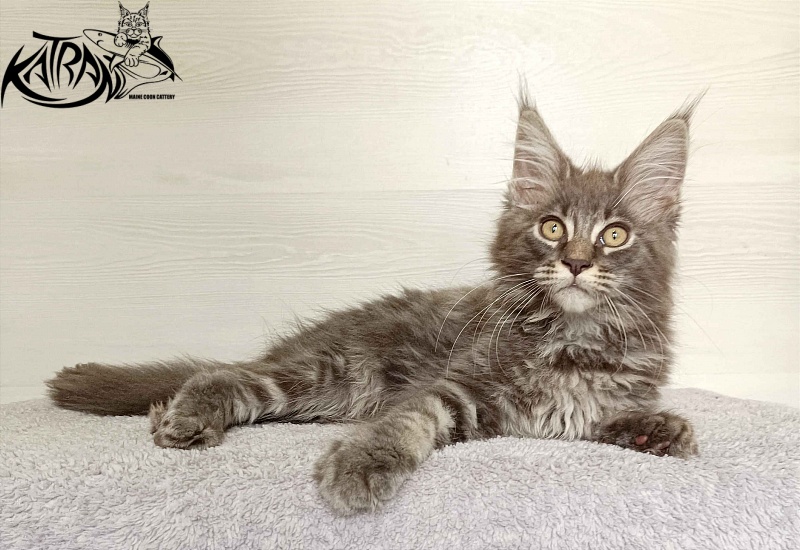 Katran Valmont - Котенок мейн-кун 3 месяца