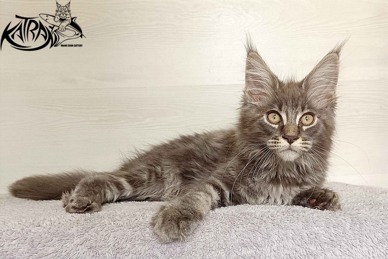 Katran Valmont - Котенок мейн-кун 3 месяца