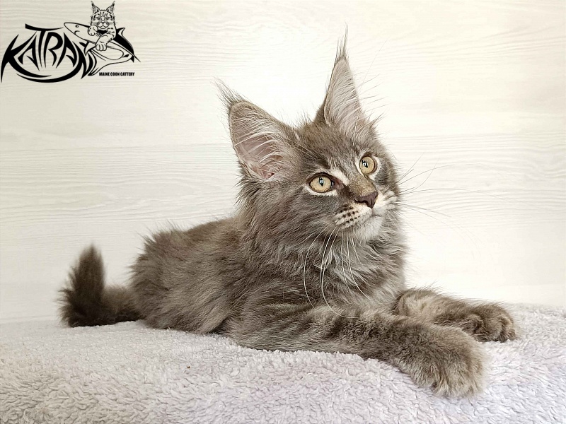 Katran Valmont - Котенок мейн-кун 3 месяца